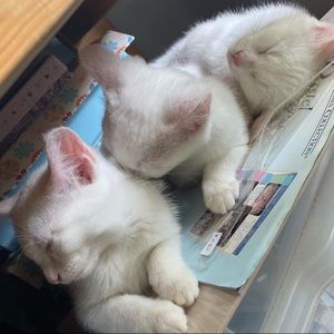 Meet your Posher, Laura